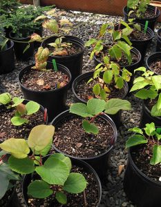 Kiwi Experiment- too much compost!