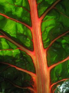 Swiss chard leaf