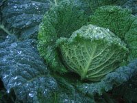 Savoy cabbage 'Melissa'