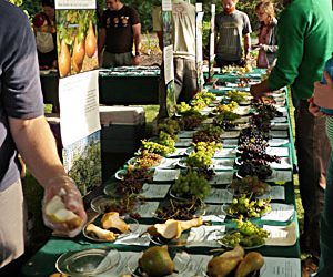 It’s Fruit Festival Time!