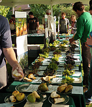 It’s Fruit Festival Time!