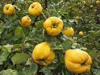 An old fruit most people have never tried: Quince