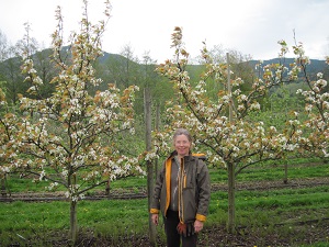 Orchard Groundcover Project, By Janaki Kilgore