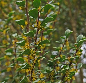 Boxleaf Azara