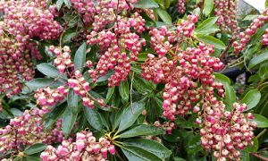 Pieris japonica ‘Valley Valentine’