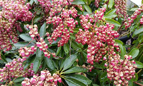 Plant of the Week- March 9