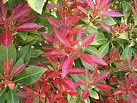 Pieris jap. ‘Mountain Fire’ new growth