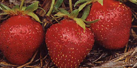Strawberries ready to pick!
