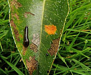 Pear Trellis Rust