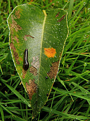 Early stages of pear trellis rust (plus pear slug, a sawfly larvae that will chew on pear leaves).