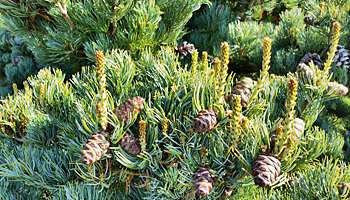 New candles on a Japanese White Pine