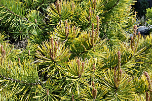 A golden Scots pine, candles pushing