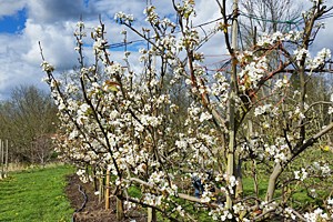 Plant of the Week- April 6