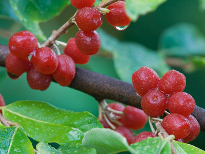 Autumn Olive berries