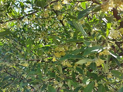 Autumn Olive in bloom