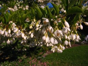 Japanese Snowbell