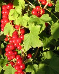 Rovada Red Currant