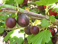 Black Velvet Gooseberry