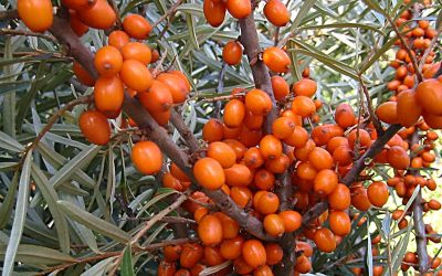 Plant of the Week- July 30