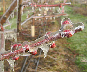 Ice on peach buds