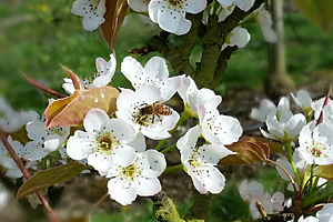 Frost and fruit buds