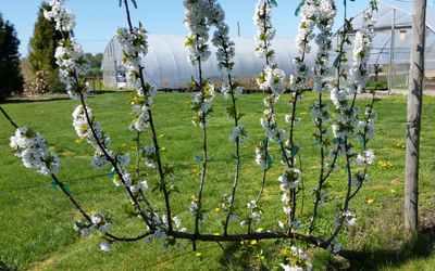 3 year old UFO cherry in bloom