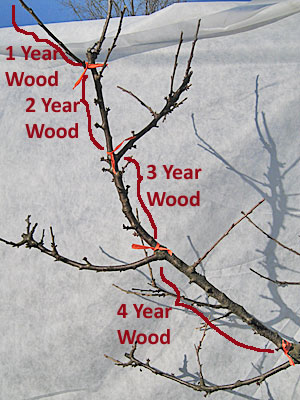 Pruning Sweet Cherries