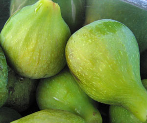 Growing Figs in the Northwest