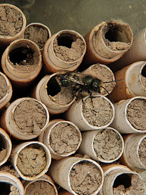 Blue Orchard or Mason bee