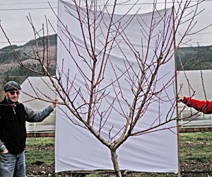 Pruning Stone Fruits