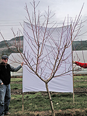 Pruning Stone Fruits