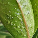 An outbreak of aphids. They favor new growth, undersides of leaves.