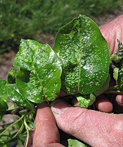 Leaf with pear blister mite