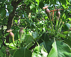 Same pear branch, after thinning.