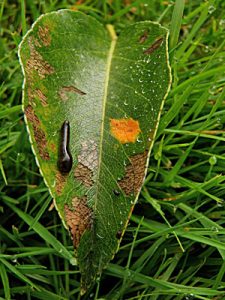 Pear trellis rust (orange spot) and pear slug