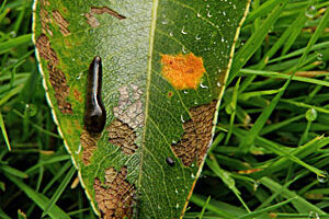 Pear trellis rust (orange spot) and pear slug