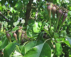 Thinning Fruit