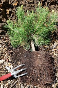 Roots roughed up & ready to plant