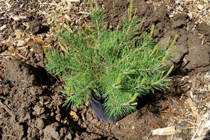 Hole dug twice as wide as pot