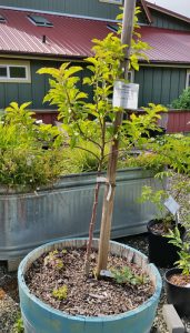Mini-dwarf apple in container