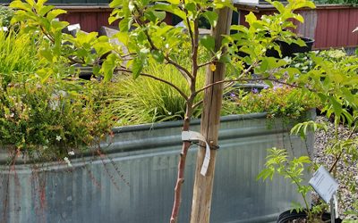 Growing in Containers