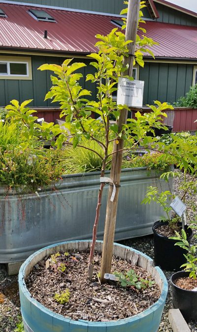 Growing in Containers