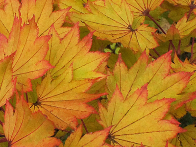 Fall color on maple