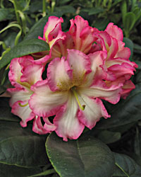 Rhododendron Melrose Flash