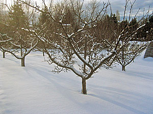 Snowy orchard