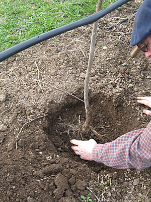Planting bare root