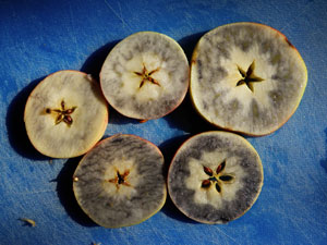 Apples showing starch reaction to iodine. The top left slice is fully ripe. The bottom right slice is under ripe