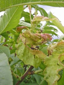 Leaves distorted by peach leaf curl fungus