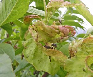 Peach Leaf Curl