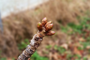Cherry buds at stage 2, almost to stage 3